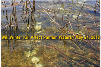 image of winter killed panfish