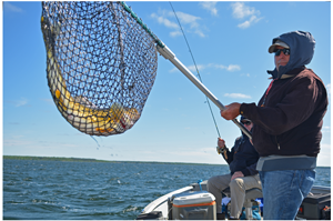 image of walleye in net