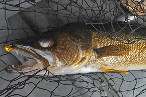 image of wiggle worming walleye