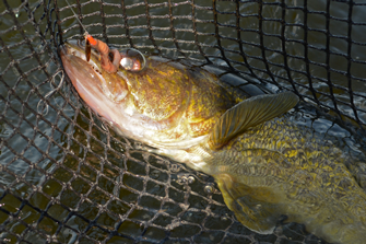 image of walleye with little joe spinner