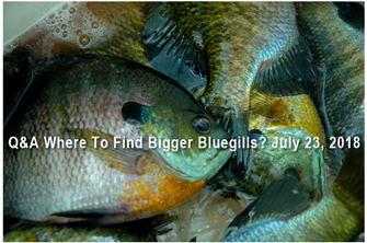 image of big bluegills