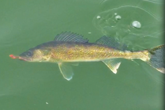 image of walleye