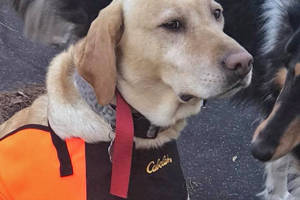 image of sandy the yellow lab