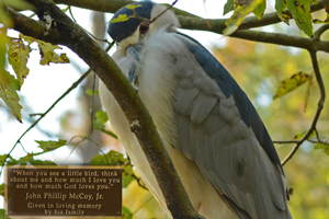 image of bird at brookgreen gardens