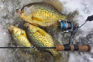 image of crappies on ice