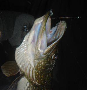 image of northern pike