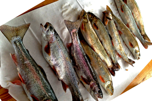 image of rainbow trout