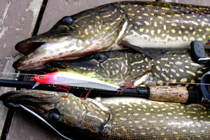 image of northern pike