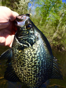 image of big crappie