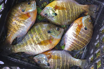 image of bluegills 