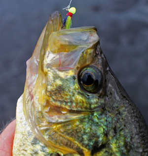 image of casey clusiau with walleye