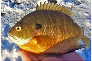 image of bluegill