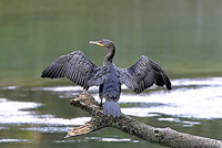 image of cormorant