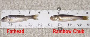 image of minnows