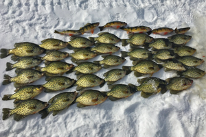 image of crappies