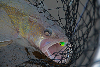 image of walleye