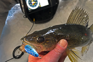 image of walleye caught on lindy glow spoon