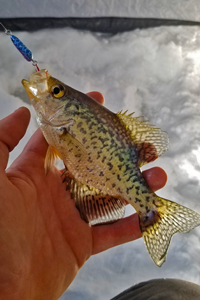 image of tiny crappie caught on lindy glow spoon