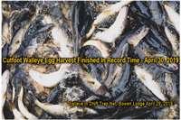 image links to bowen lodge fishing report