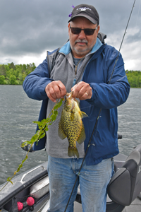 image of crappie caught in cabbage