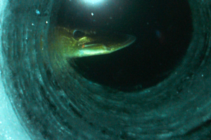 image of northern pike at ice hole