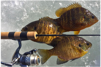 image of bluegills on the ice