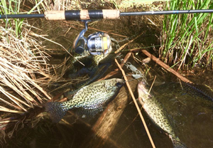 images of crappies on stringer