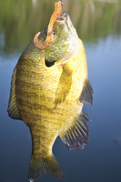 image of sunfish