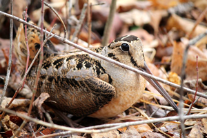 image of woodcock