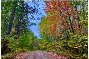 image of fall colors