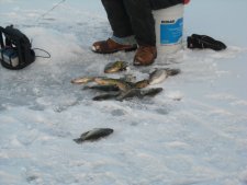 Crappies on Ice