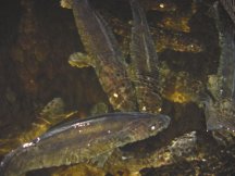 Walleyes in the holding pens
    at the Cutfoot Sioux Hatchery