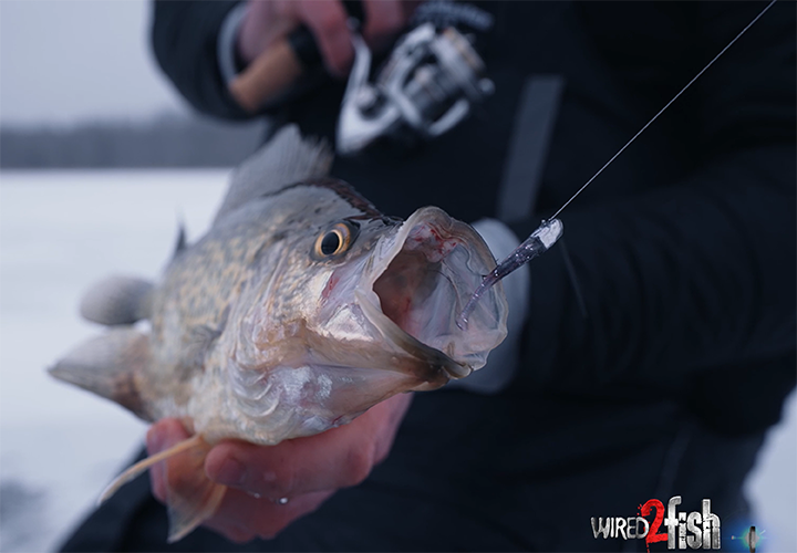 image links to fishing video about fishing through the ice for crappies on small lakes