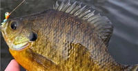 image links to fishing article about catching big bluegills and sunfish in Minnesota