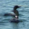 Loons 6-23-06 Minnestoa State Bird