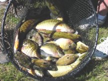 image of basket filled with bass and panfish