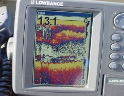 Walleyes on Sonar Screen